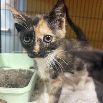 Ruby Sparkler -  Domestic Short Hair Cat for Adoption in Charleston, South Carolina - Ruby Sparkler | PetCurious