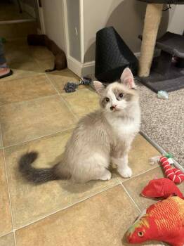 Rescue Siamese Cats for Adoption in New Bedford, Massachusetts - Casanova (must Adopt With Gus) | PetCurious