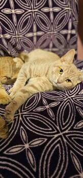 Pizzazz -  Domestic Short Hair Cat for Adoption in Merrillville, Indiana - Pizzazz | PetCurious
