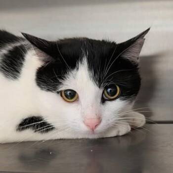 Kiwi -  Domestic Short Hair Cat for Adoption in Dubuque, Iowa - Kiwi | PetCurious