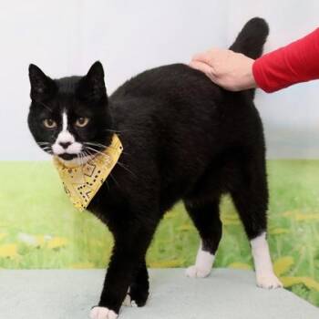 Domestic Short Hair Cats Available for Adoption in West Chester, Pennsylvania - Finch | PetCurious