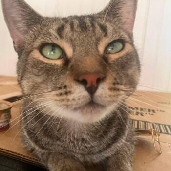 Doogie -  Domestic Short Hair Cat for Adoption in Quakertown, Pennsylvania - Doogie | PetCurious