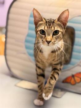 Domestic Short Hair Cats Available for Adoption - MARCELINE | PetCurious