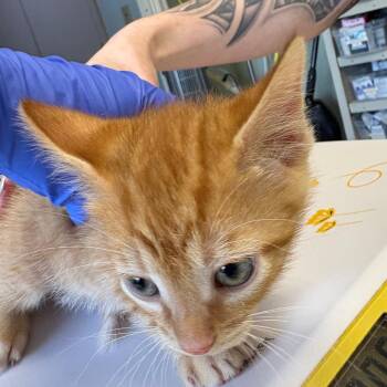 Scoop -  Domestic Short Hair Cat for Adoption in Mt. Juliet, Tennessee - Scoop | PetCurious