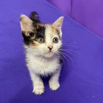 Domestic Short Hair Cats Available for Adoption in North Myrtle Beach, South Carolina - Lamb | PetCurious