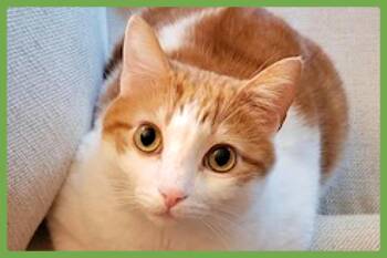 Rescue Domestic Short Hair Cats for Adoption in Amherst, Massachusetts - Oscar | PetCurious