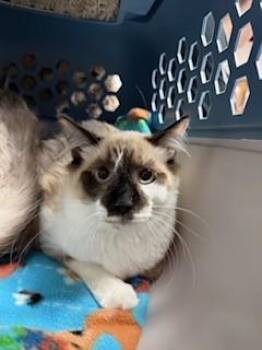 Snowshoe and Domestic Short Hair Cats Available for Adoption - LATTE | PetCurious