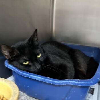 Sylvie -  Domestic Short Hair Cat for Adoption in Newport, North Carolina - Sylvie | PetCurious