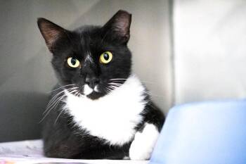 Jafar -  Domestic Short Hair Cat for Adoption in Monroe, Georgia - Jafar | PetCurious