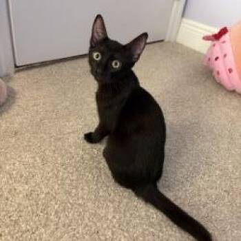 Fiona -  Domestic Short Hair Cat for Adoption in Sarasota, Florida - Fiona | PetCurious
