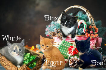 Rescue Calico Cats for Adoption in Culpeper, Virginia - Winnie *kitten* | PetCurious