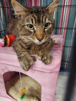 Bobbi -  Domestic Short Hair Cat for Adoption in Waltham, Massachusetts - Bobbi | PetCurious