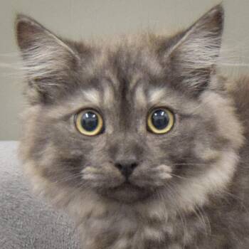 Scottish Fold and Domestic Medium Hair Cats Available for Adoption in Huntley, Illinois - Mav | PetCurious