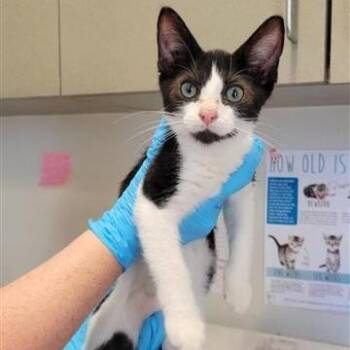 SEAMUS -  Domestic Short Hair Cat for Adoption in San Antonio, Texas - SEAMUS | PetCurious