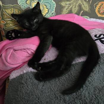 Dennis -  Domestic Short Hair Cat for Adoption in New Berlin, Wisconsin - Dennis | PetCurious