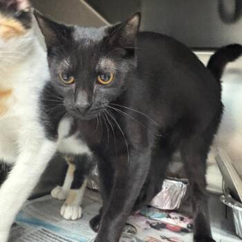 Domestic Short Hair Cats Available for Adoption in Charlottesville, Virginia - Margarita | PetCurious