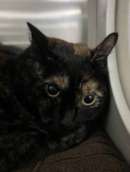 Rescue Domestic Short Hair Cats for Adoption in Fort Worth, Texas - Cleo | PetCurious