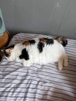 Nala -  Domestic Short Hair Cat for Adoption in Manhattan, Kansas - Nala | PetCurious