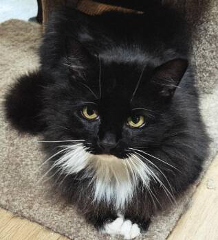 Andromeda -  Norwegian Forest Cat and Turkish Angora Cat for Adoption - Andromeda | PetCurious