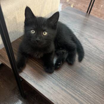 Domestic Short Hair Cats Available for Adoption in Bryan, Texas - Fabletics | PetCurious