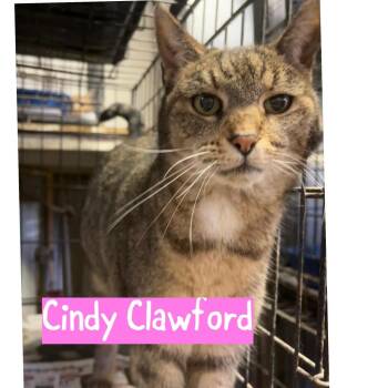 Domestic Short Hair Cats Available for Adoption - Cindy Clawford | PetCurious