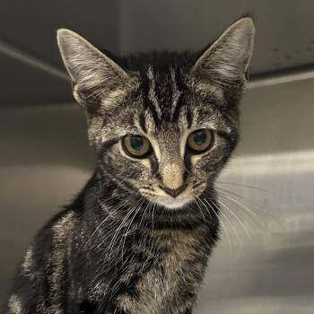 Hatfield -  Domestic Short Hair Cat for Adoption in Corbin, Kentucky - Hatfield | PetCurious