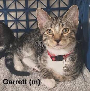 Garrett -  Domestic Short Hair and Tabby Cat for Adoption in Saugerties, New York - Garrett | PetCurious