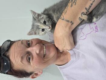 Windy -  Dilute Tortoiseshell Cat for Adoption in Delray, West Virginia - Windy | PetCurious