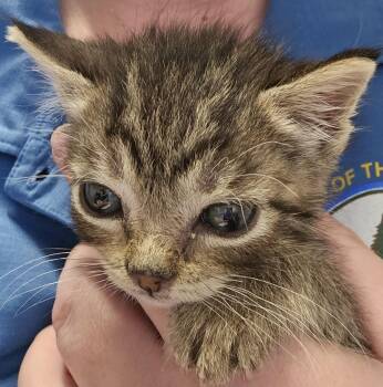 Scraps -  Domestic Short Hair Cat for Adoption in Diamond Springs, California - Scraps | PetCurious