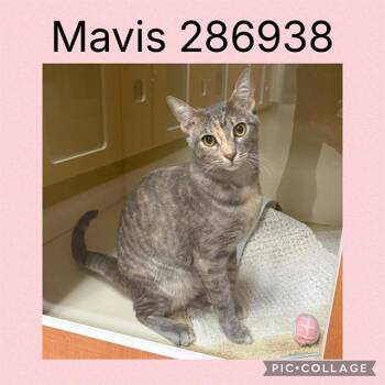 Domestic Short Hair Cats Available for Adoption in Macon, Georgia - MAVIS | PetCurious