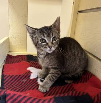 Grayson -  Domestic Short Hair Cat for Adoption in Rochester, Indiana - Grayson | PetCurious
