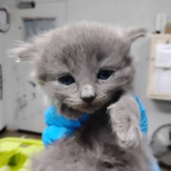 Shiitake -  Domestic Medium Hair Cat for Adoption in Summerville, South Carolina - Shiitake | PetCurious
