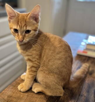 Rescue Tabby Cats for Adoption in Franklin, Tennessee - KITTEN PETUNIA | PetCurious