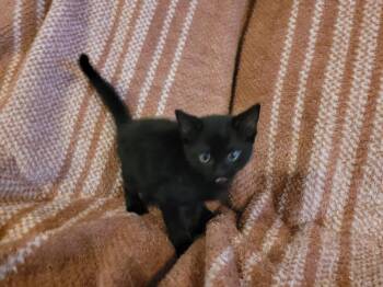 American Shorthair Cats Available for Adoption in Tampa, Florida - Connor | PetCurious