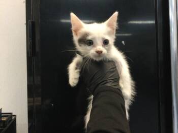 A1936116 -  Domestic Short Hair Cat for Adoption in Thousand Palms, California - A1936116 | PetCurious