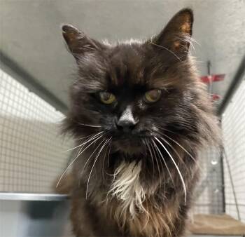 Rescue Domestic Long Hair Cats for Adoption in Stanstead, Quebec - Alice | PetCurious