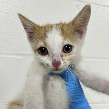 Reese -  Domestic Short Hair Cat for Adoption in Harrisonburg, Virginia - Reese | PetCurious