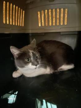 Princess Pepper -  Domestic Short Hair Cat for Adoption in Montreal, Quebec - Princess Pepper | PetCurious