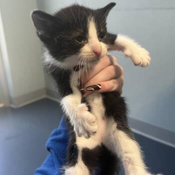 Domestic Short Hair Cats Available for Adoption in Greensboro, North Carolina - Loosey | PetCurious