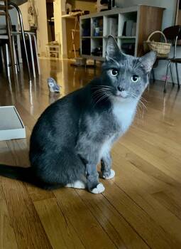 Domestic Short Hair Cats Available for Adoption in New York, New York - Kutu | PetCurious