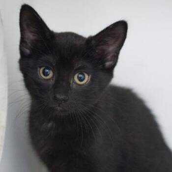 Bean -  Domestic Short Hair Cat for Adoption in Verona, Wisconsin - Bean | PetCurious