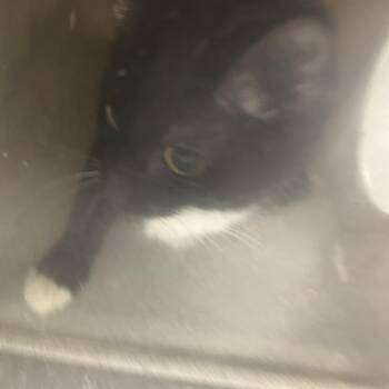 Domestic Short Hair Cats Available for Adoption in Philadelphia, Pennsylvania - Precila | PetCurious