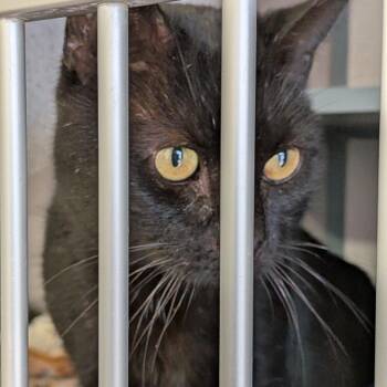 Domestic Short Hair Cats Available for Adoption - Watson | PetCurious