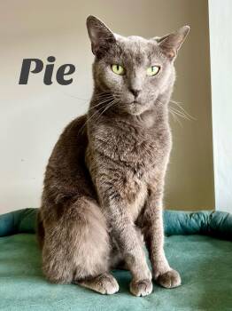 Rescue Domestic Short Hair Cats for Adoption in Warrington, Pennsylvania - Pie | PetCurious