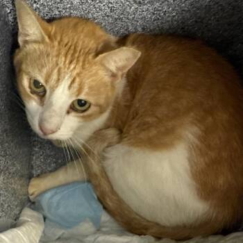 Domestic Short Hair Cats Available for Adoption - Goldie | PetCurious