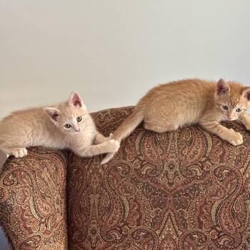 Peppermill -  Domestic Short Hair Cat for Adoption in Fredericksburg, Virginia - Peppermill | PetCurious