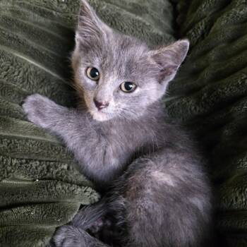 Raisin -  Domestic Short Hair Cat for Adoption in West Olive, Michigan - Raisin | PetCurious