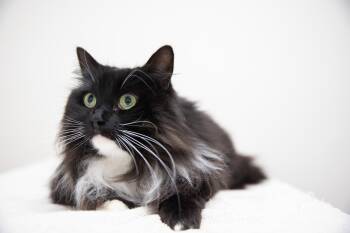 Siberian Cats Available for Adoption - Zelda | PetCurious