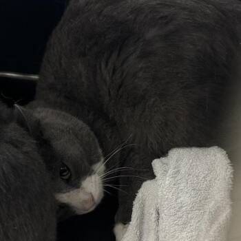 Dewdrop -  Domestic Short Hair Cat Available for Adoption in Des Moines, Iowa - Dewdrop | PetCurious