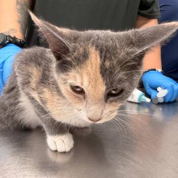 Bambi -  Domestic Short Hair Cat for Adoption in West Palm Beach, Florida - Bambi | PetCurious